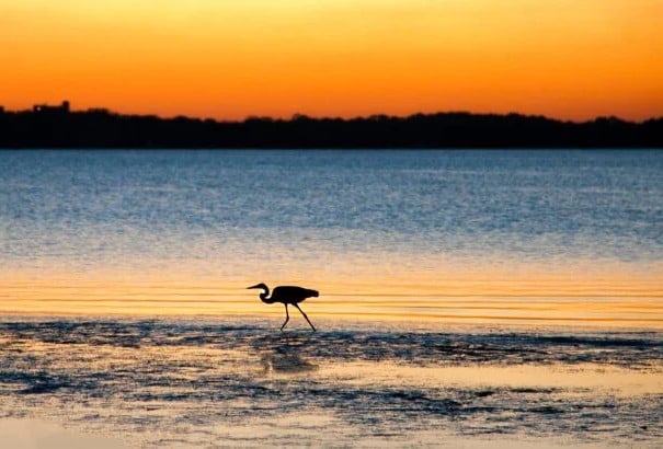 9 Places to go Birding near Orlando